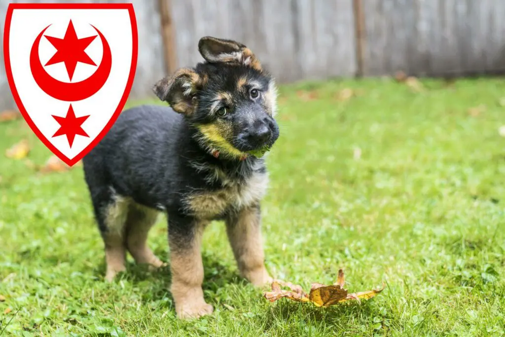 Schäferhund Züchter mit Welpen Halle (Saale), Sachsen-Anhalt