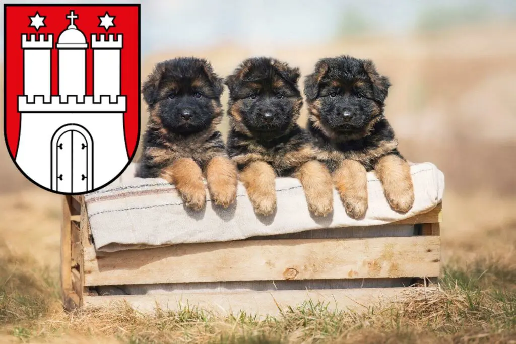 Schäferhund Züchter mit Welpen Harburg, Hamburg