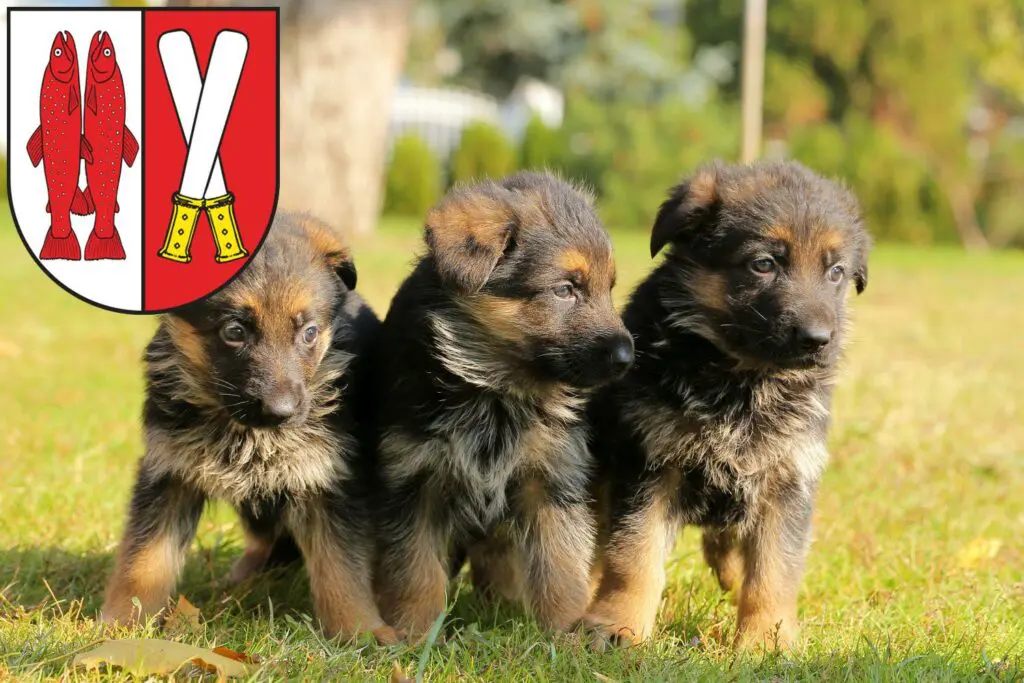 Schäferhund Züchter mit Welpen Harz, Sachsen-Anhalt