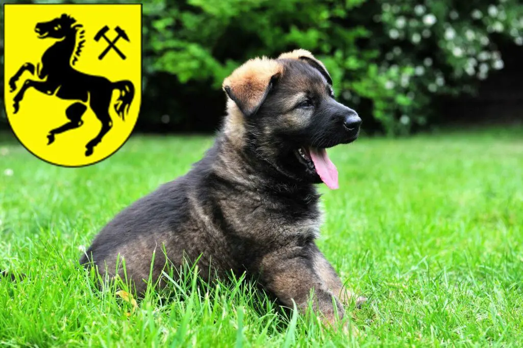 Schäferhund Züchter mit Welpen Herne, Nordrhein-Westfalen