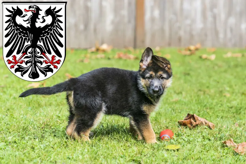 Schäferhund Züchter mit Welpen Ingelheim am Rhein, Rheinland-Pfalz