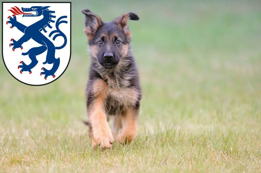 Schäferhund Züchter mit Welpen Ingolstadt, Bayern