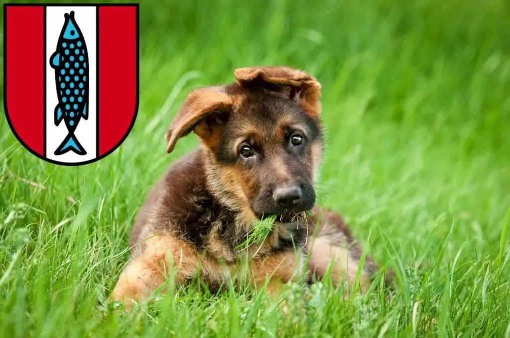 Schäferhund Züchter mit Welpen Kaiserslautern, Rheinland-Pfalz