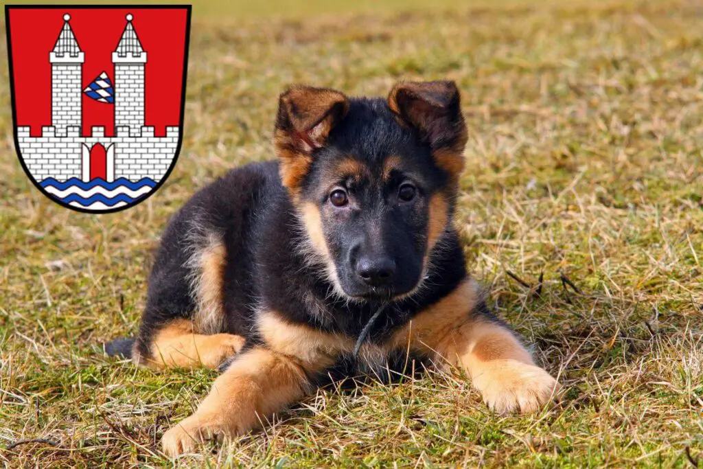 Schäferhund Züchter mit Welpen Kelheim, Bayern