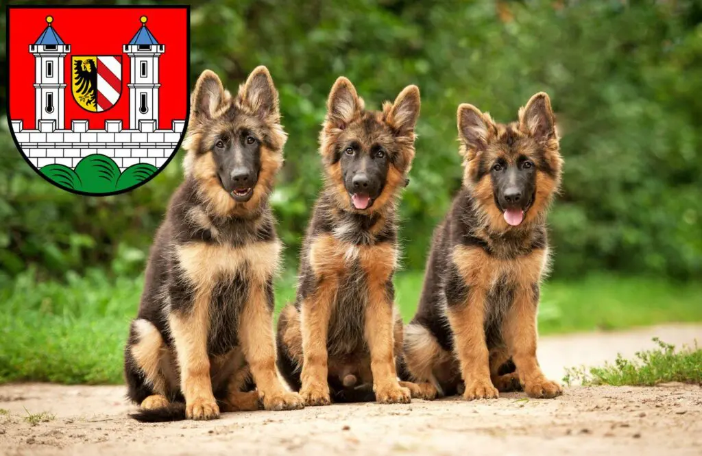 Schäferhund Züchter mit Welpen Lauf an der Pegnitz, Bayern