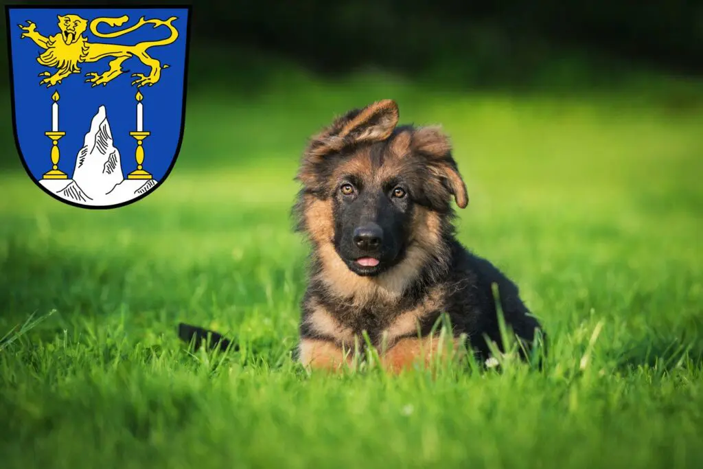 Schäferhund Züchter mit Welpen Lichtenfels (Oberfranken), Bayern