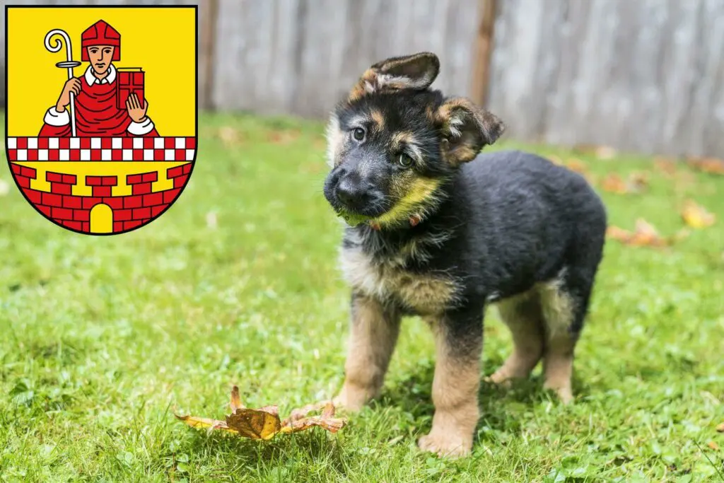 Schäferhund Züchter mit Welpen Lüdenscheid, Nordrhein-Westfalen