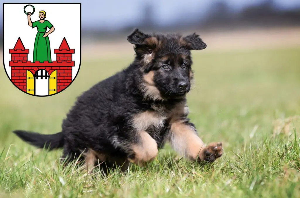Schäferhund Züchter mit Welpen Magdeburg, Sachsen-Anhalt