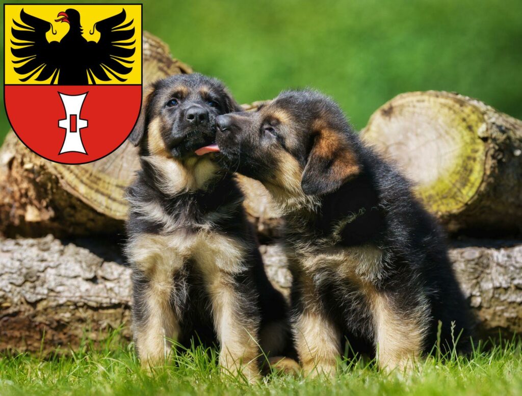 Schäferhund Züchter mit Welpen Mühlhausen/Thüringen, Thüringen