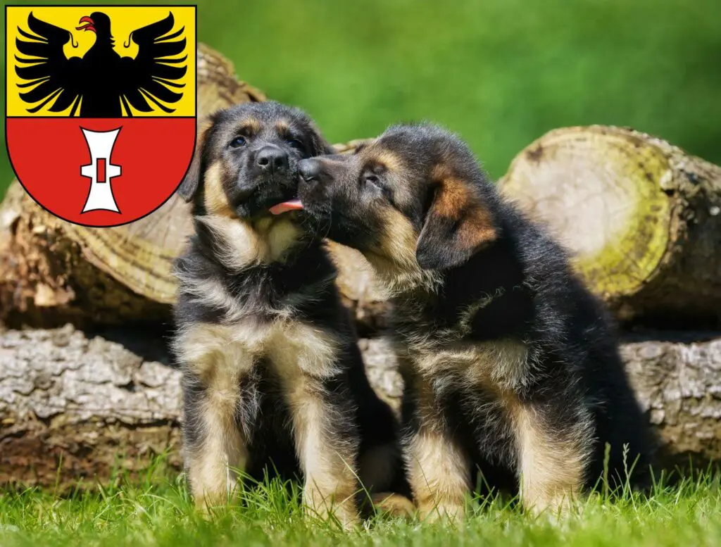 Schäferhund Züchter mit Welpen Mühlhausen/Thüringen, Thüringen