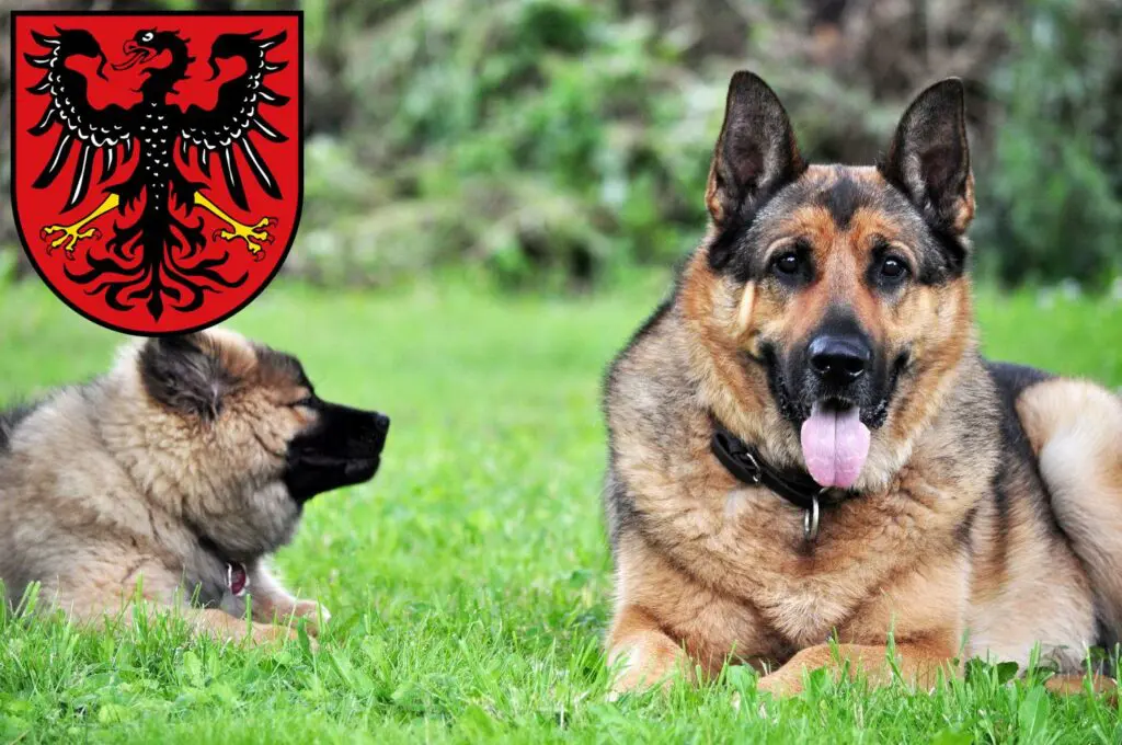 Schäferhund Züchter mit Welpen Neumarkt in der Oberpfalz, Bayern