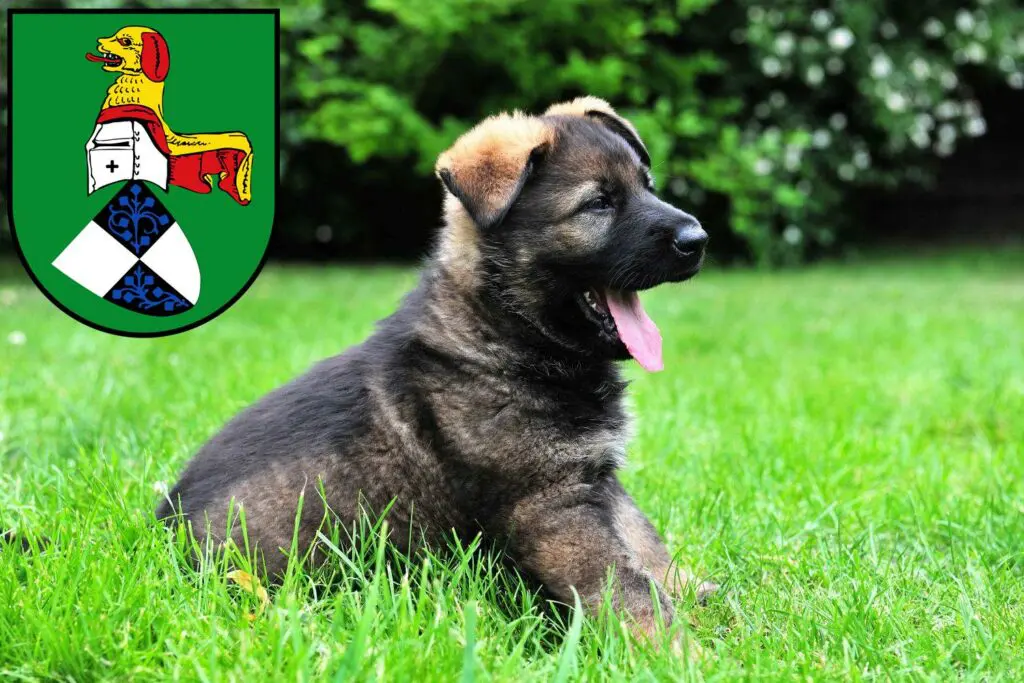 Schäferhund Züchter mit Welpen Neustadt an der Aisch, Bayern