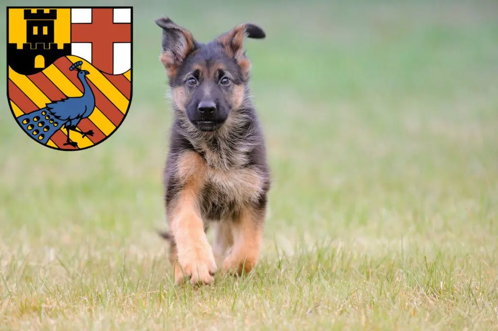 Schäferhund Züchter mit Welpen Neuwied, Rheinland-Pfalz