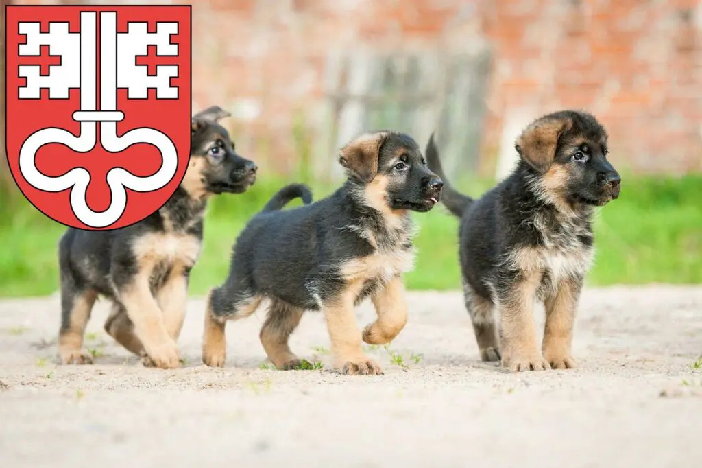 Schäferhund Züchter mit Welpen Nidwalden, Schweiz