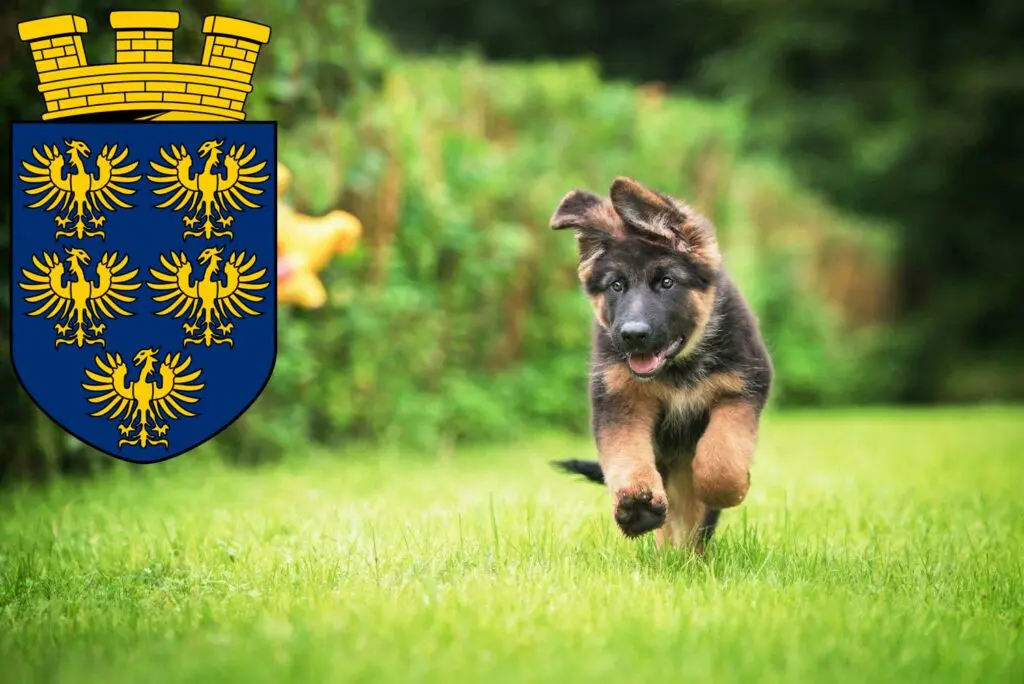 Schäferhund Züchter mit Welpen Niederösterreich, Österreich