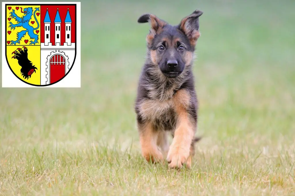 Schäferhund Züchter mit Welpen Nienburg/Weser, Niedersachsen