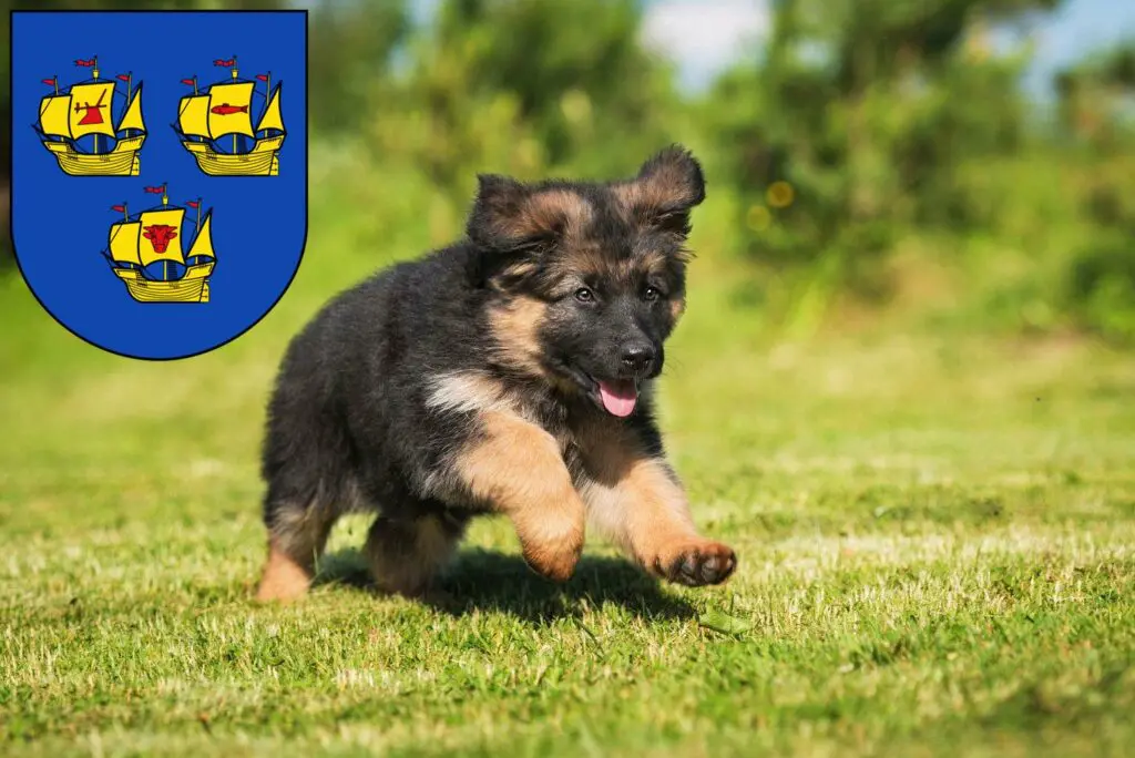 Schäferhund Züchter mit Welpen Nordfriesland, Schleswig-Holstein