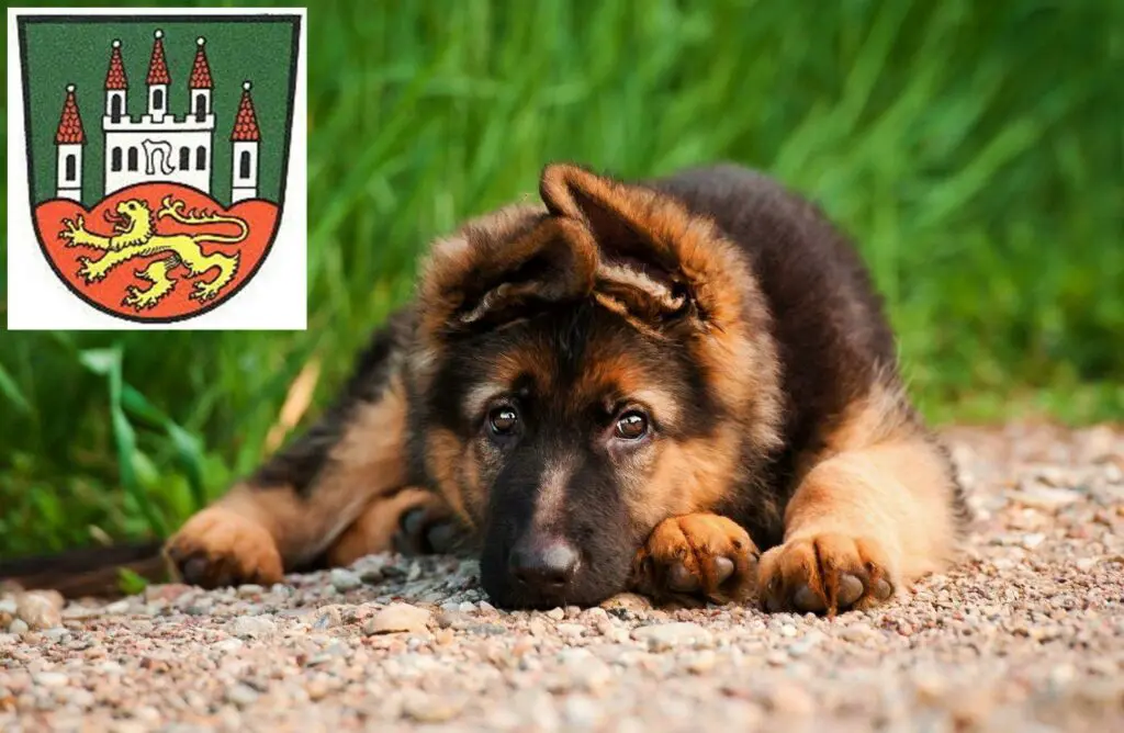Schäferhund Züchter mit Welpen Northeim, Niedersachsen