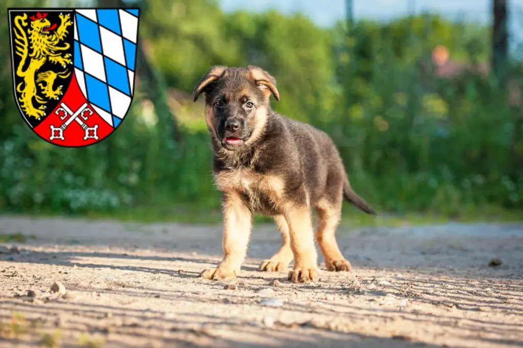 Schäferhund Züchter mit Welpen Oberpfalz, Bayern