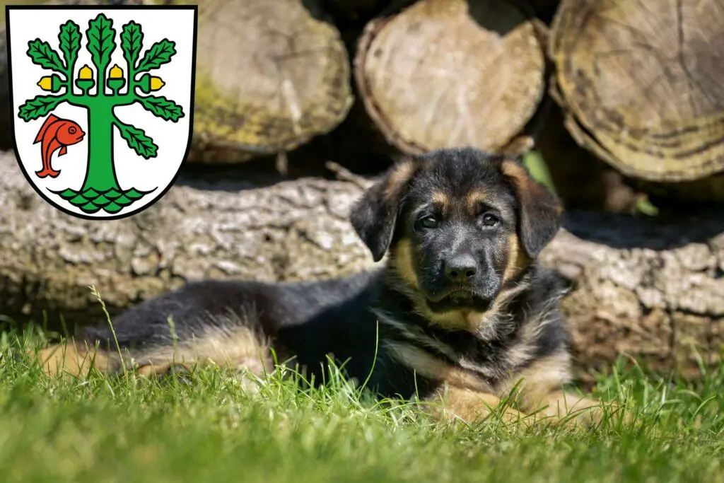 Schäferhund Züchter mit Welpen Oranienburg, Brandenburg