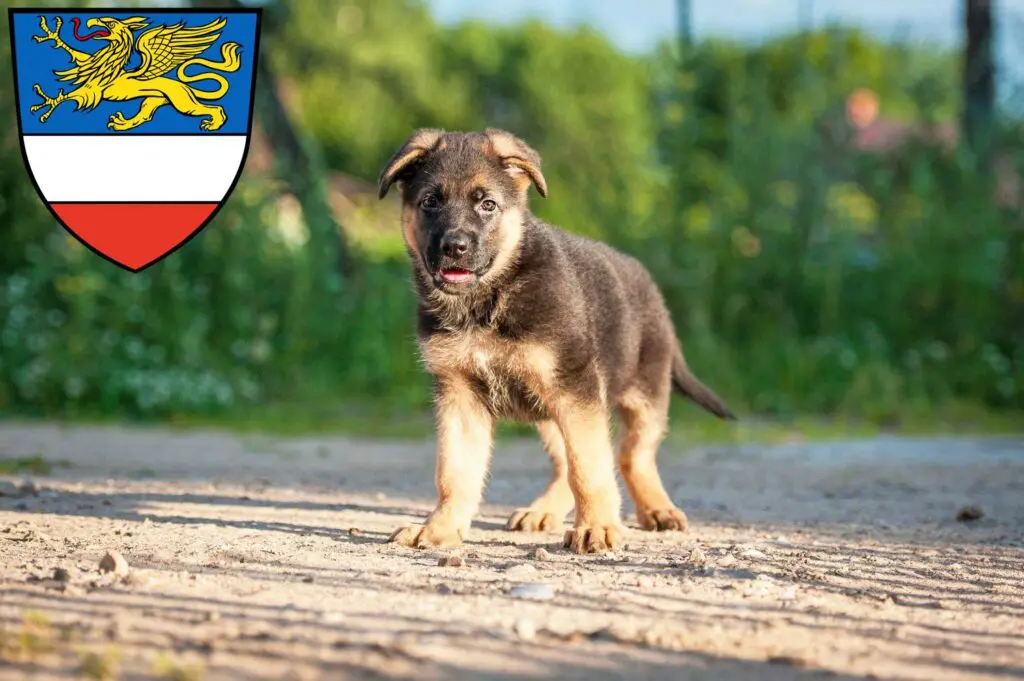 Schäferhund Züchter mit Welpen Rostock, Mecklenburg-Vorpommern