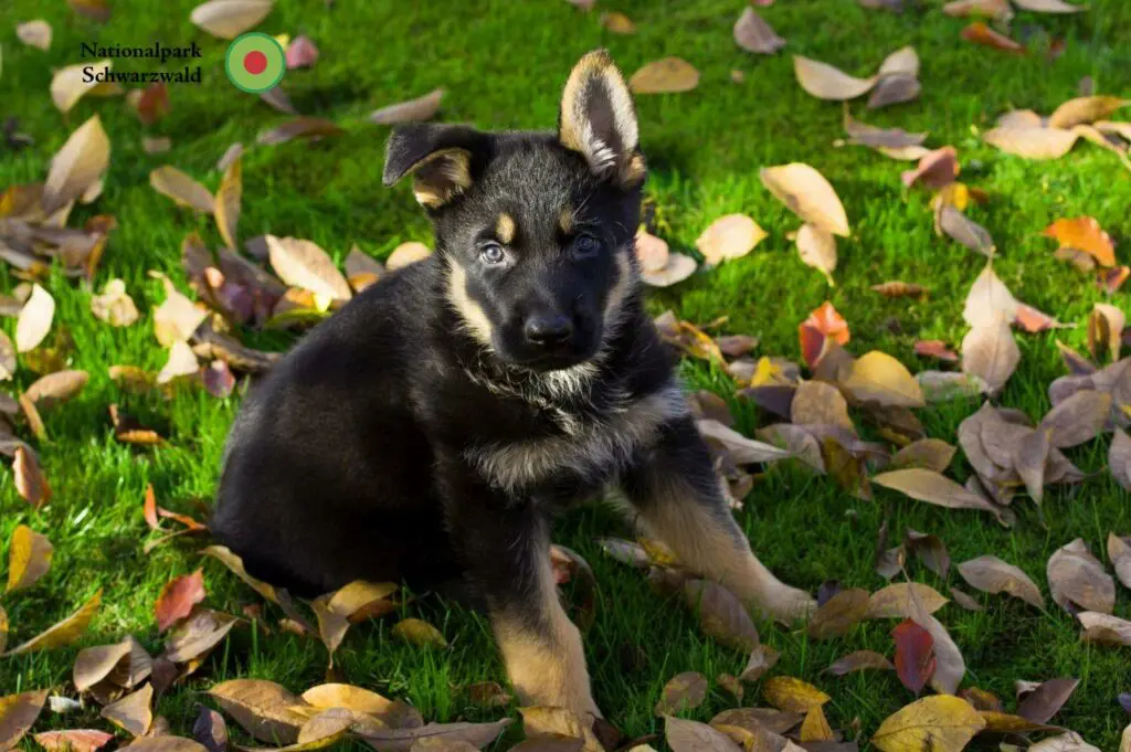 Schäferhund Züchter mit Welpen Schwarzwald, Baden-Württemberg