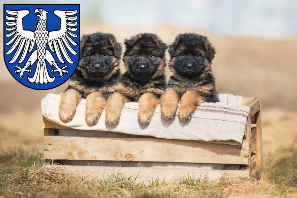 Schäferhund Züchter mit Welpen Schweinfurt, Bayern