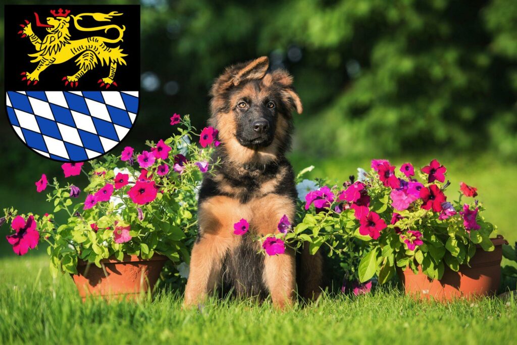 Schäferhund Züchter mit Welpen Simmern/Hunsrück, Rheinland-Pfalz