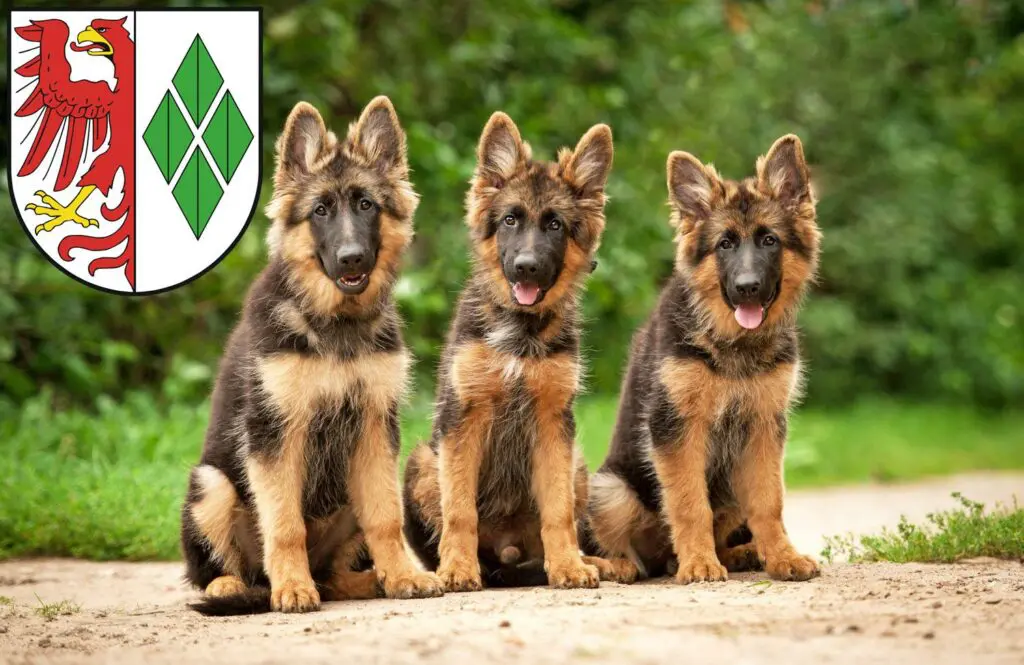 Schäferhund Züchter mit Welpen Stendal, Sachsen-Anhalt
