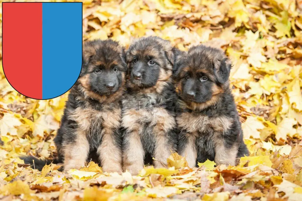 Schäferhund Züchter mit Welpen Tessin, Schweiz