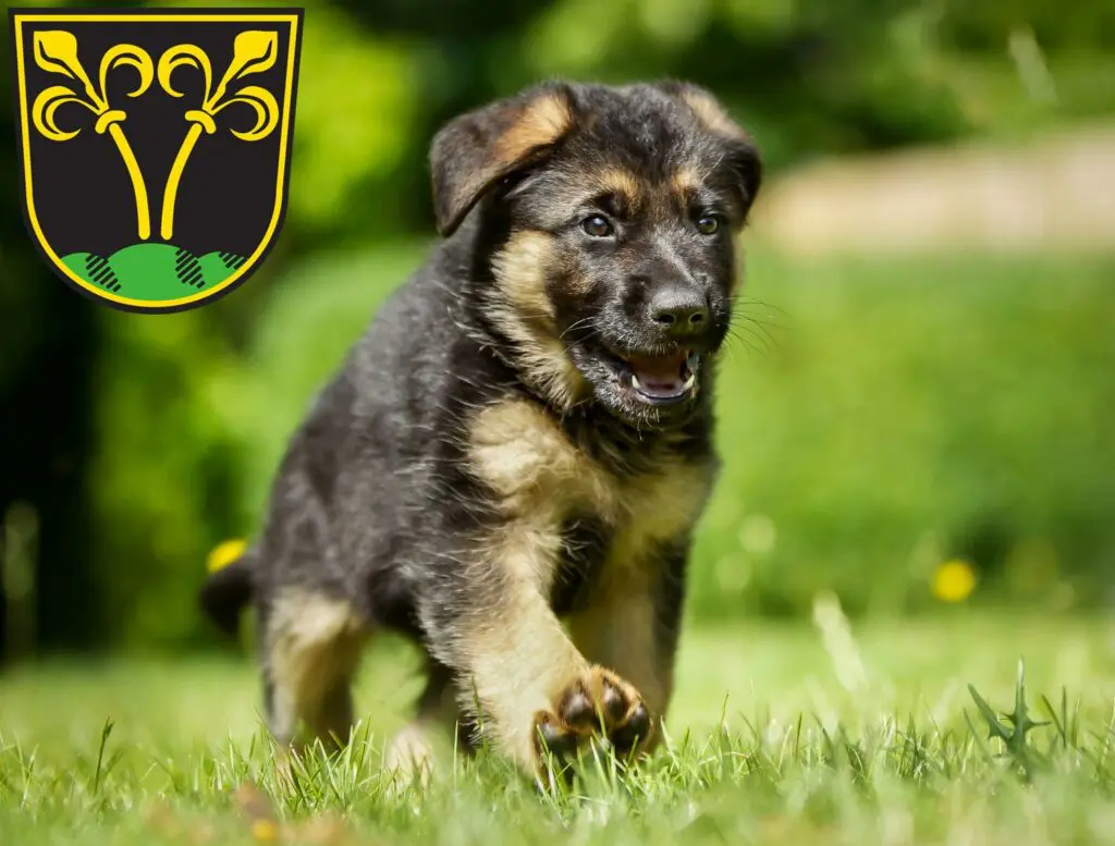 Schäferhund Züchter mit Welpen Traunstein, Bayern