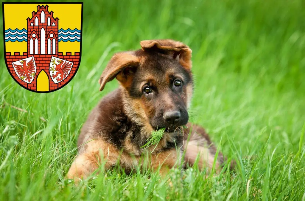 Schäferhund Züchter mit Welpen Uckermark, Brandenburg