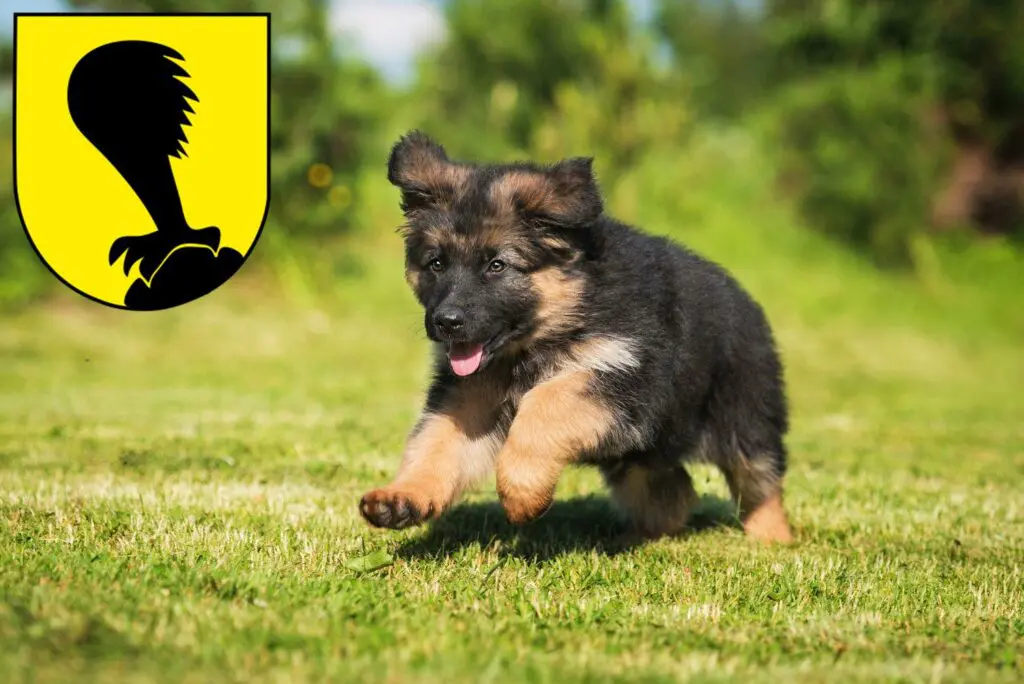 Schäferhund Züchter mit Welpen Villach, Österreich