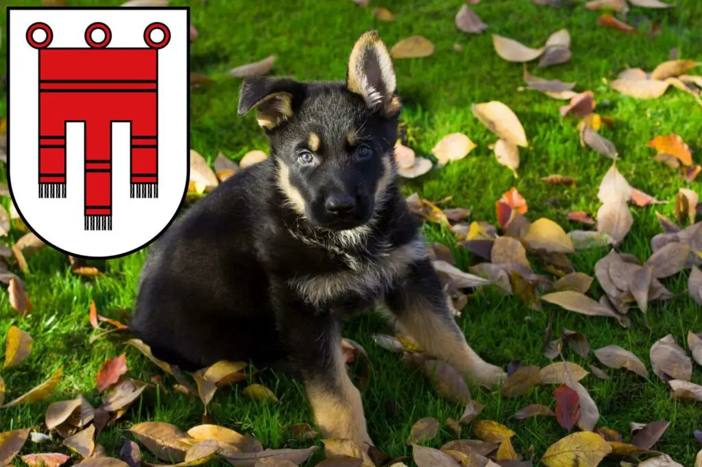 Schäferhund Züchter mit Welpen Vorarlberg, Österreich