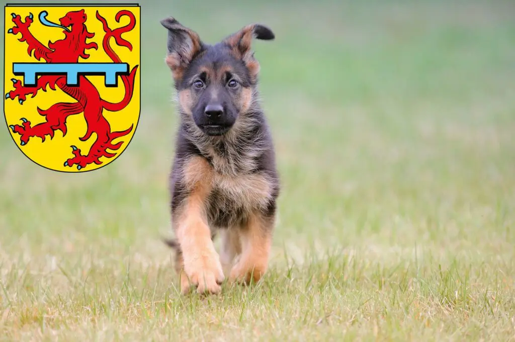 Schäferhund Züchter mit Welpen Zweibrücken, Rheinland-Pfalz