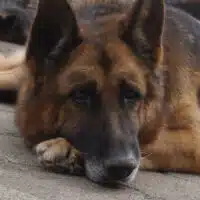 Der imposante, große deutsche Schäferhund HARES ist extrem gutmütig, lieb und freundlich
