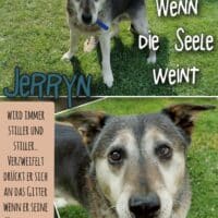 Schöner Jerryn sucht ein liebes Zuhause