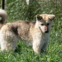 Junghund Alaszka möchte die Welt kennenlernen lernen