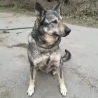 Kuksi möchte endlich seiner Zwinger verlassen