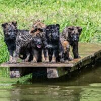 Topverpaarung Deutscher Schäferhund Welpen reinrassig DDR Leistungslinie HD/ED frei, SV-Ahnentafel!