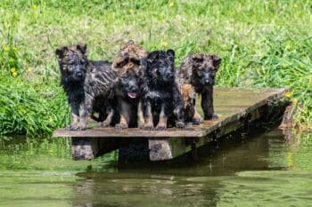 Topverpaarung Deutscher Schäferhund Welpen reinrassig DDR Leistungslinie HD/ED frei, SV-Ahnentafel!