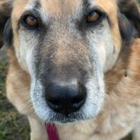 Baronessa, wünderhübsches Handicap Mädchen