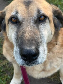 Baronessa, wünderhübsches Handicap Mädchen