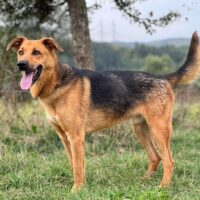 Rüde Ivan, geb.09/21 (mit Videos) --- Update: 25.03.25 --- Ivan sucht noch!!!