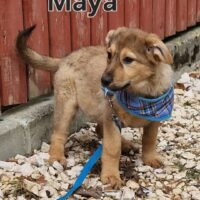 Maya sucht ihr Schmusekörbchen