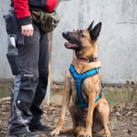 Cato – „verschmuster Mali auf der Suche nach seinem Fels in der Brandung“