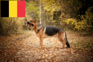 Mehr über den Artikel erfahren Schäferhund Züchter und Welpen in Belgien