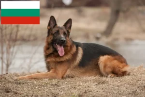 Mehr über den Artikel erfahren Schäferhund Züchter und Welpen in Bulgarien