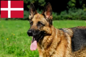 Mehr über den Artikel erfahren Schäferhund Züchter und Welpen in Dänemark