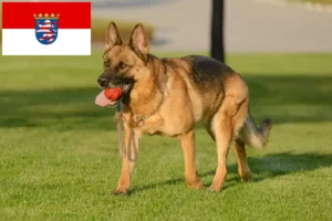 Mehr über den Artikel erfahren Schäferhund Züchter und Welpen in Hessen